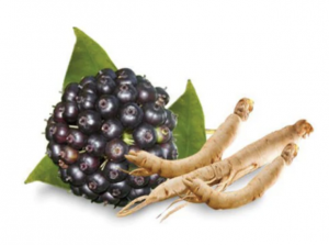 Siberian ginseng