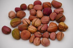 kola nut